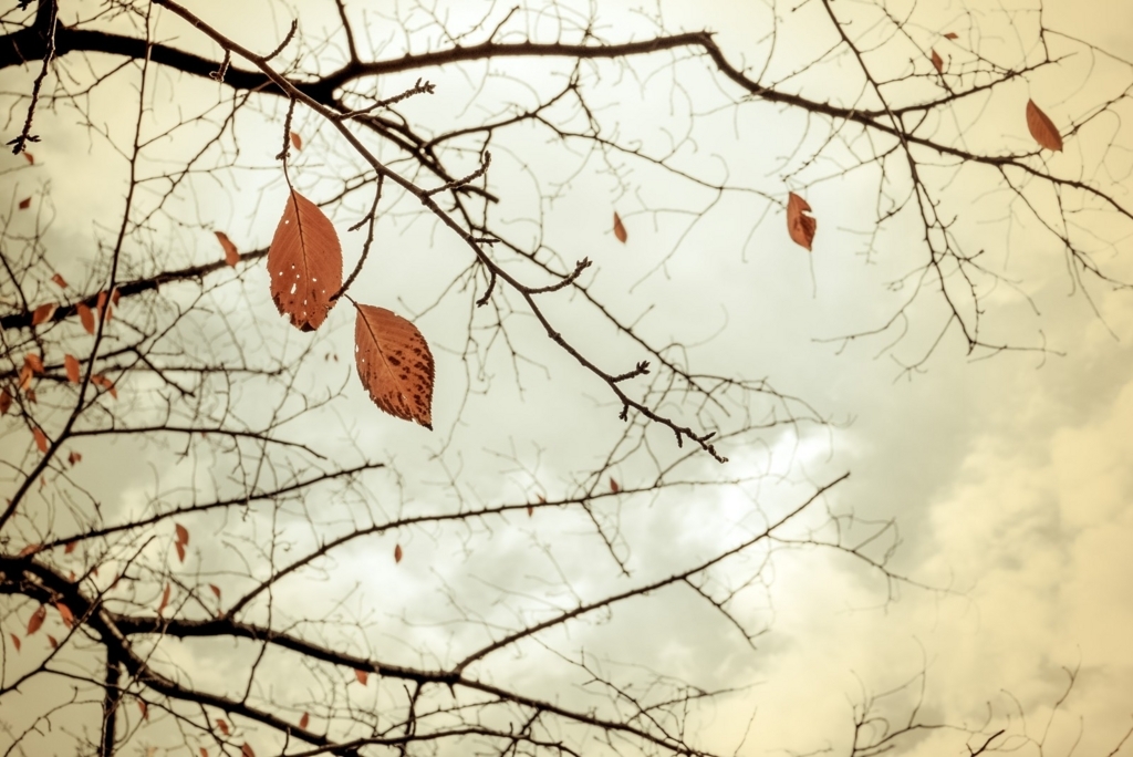 Either Neither Bothの違いとは 部分否定 と 全否定 が使い分けのポイントだ まこちょ英語ブログ